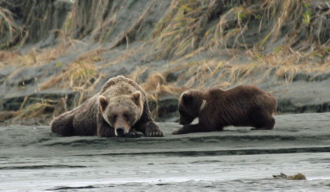 Several sows with cubs were spotted.